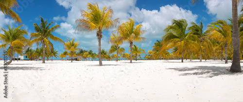 Photography Palm trees on the white sand. Playa Sirena. Cayo Largo. Cuba.