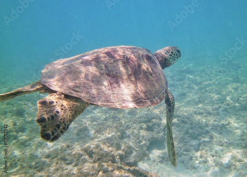 Hawaiian Green Sea Turtle