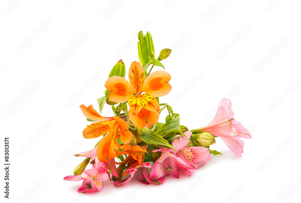 Alstroemeria