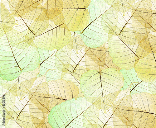 leaves texture background
