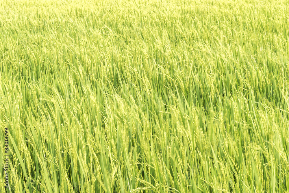 Waves of paddy fields Waves of paddy fields