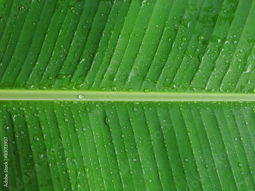 Banana leaf with dew background