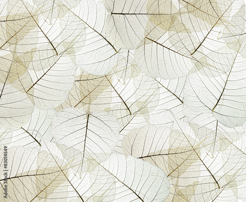 leaves texture background leaves texture background