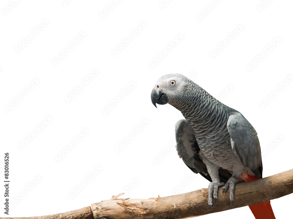 Fototapeta premium African Grey Parrot
