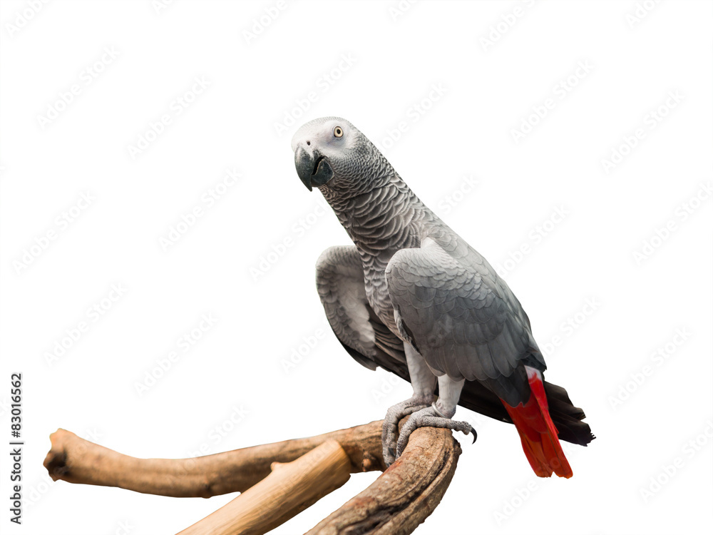 Obraz premium African Grey Parrot
