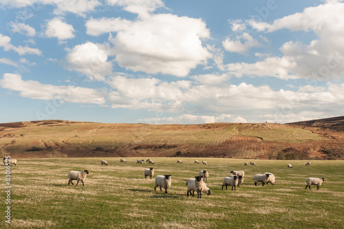 Фотография Suffolk sheep grazing on rolling hills