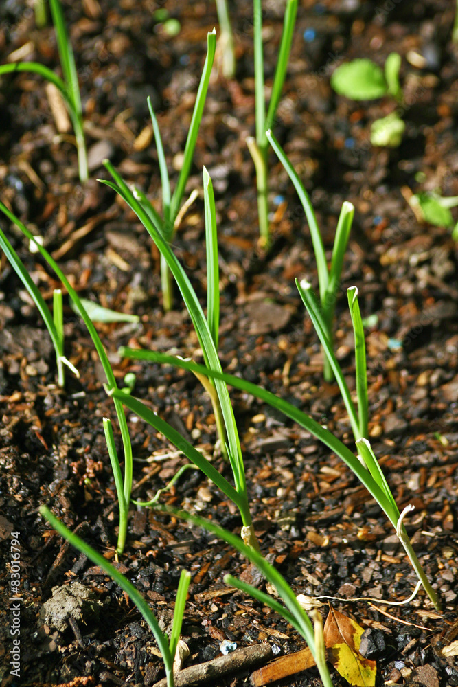 plants de poireaux plants de poireaux