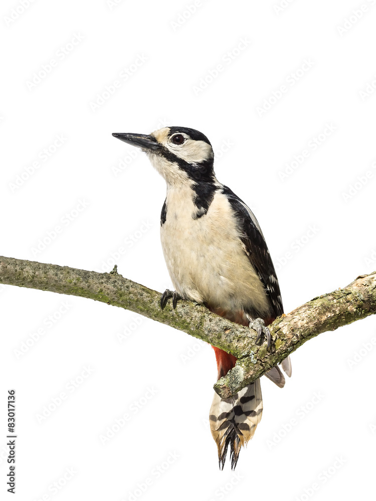 Perched great spotted woodpecker on a horizontal branch