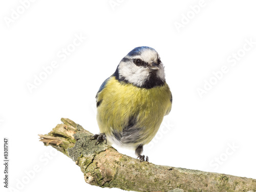 Front view of perched blue tit on a branch with white background