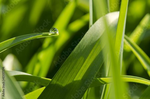 dewdrop on the grass leaf, lily © lapis2380