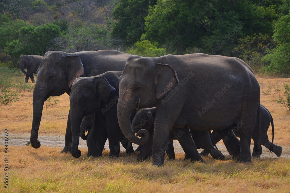Elephants in Minneriya national park in Sri Lanka