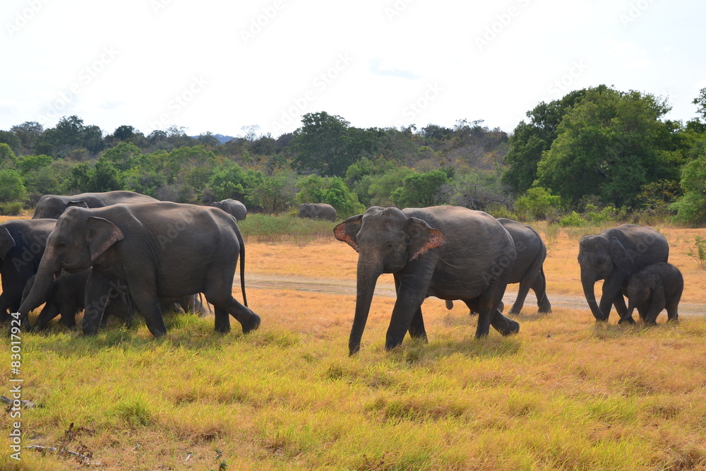Elephants in Minneriya national park in Sri Lanka Elephants in Minneriya national park in Sri Lanka
