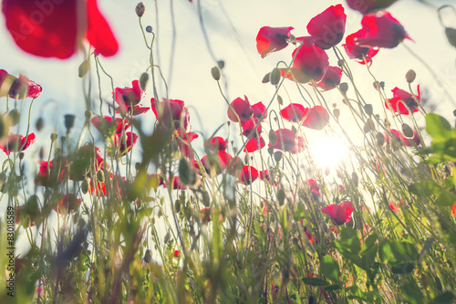 Fototapeta Naklejka Na Ścianę i Meble -  Poppy
