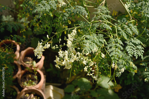 Moringa oleifera and flowers on trees. photo