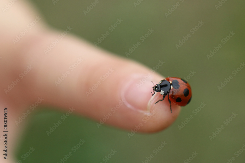 Naklejka premium てんとうむし