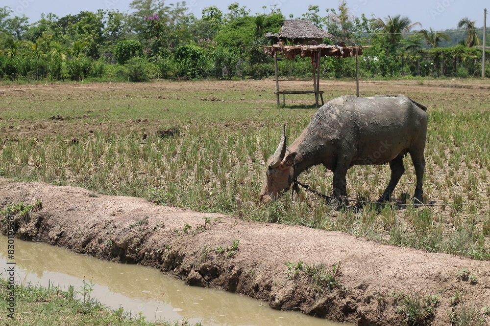 Naklejka premium Buffalo on the grass