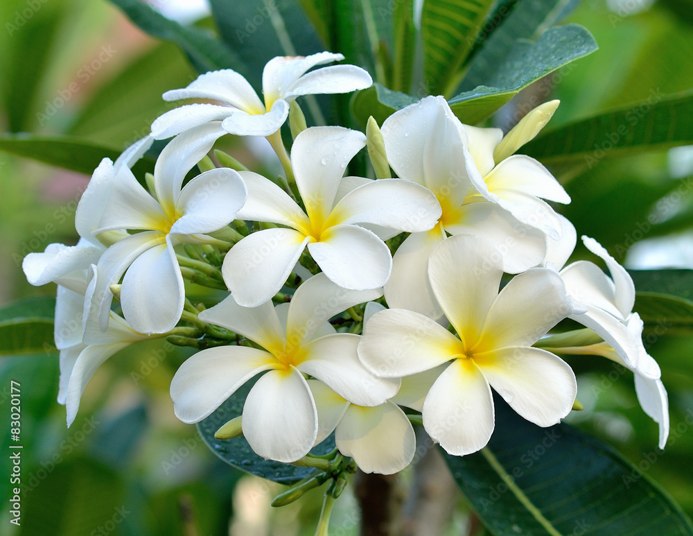 Fototapeta premium plumeria or frangipani blossom on the plumeria tree.