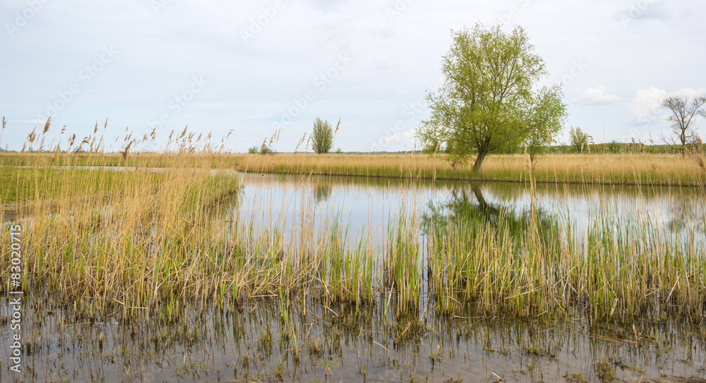 Tree on the shore of a lake in spring Tree on the shore of a lake in spring