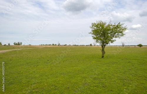 Decidious tree in an open field in spring