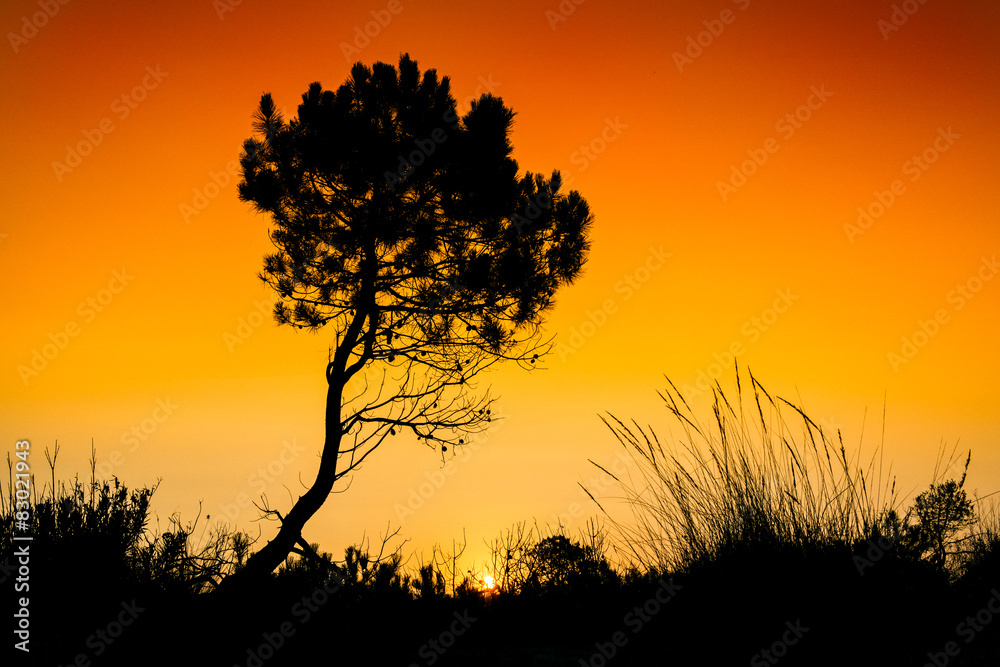 Silhouette tree sunset