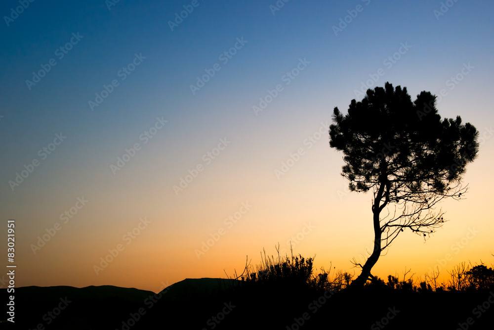 Silhouette tree sunset