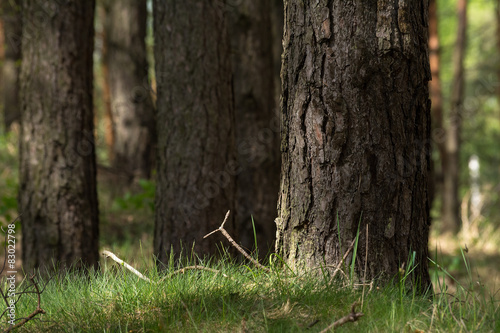 Pine forest