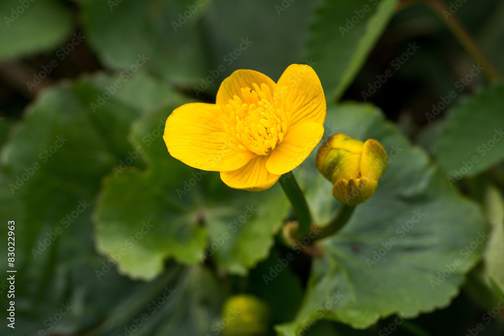 Flowers of marsh marigold