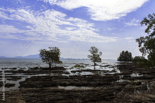 Stone Beach, Mangrove Tree.