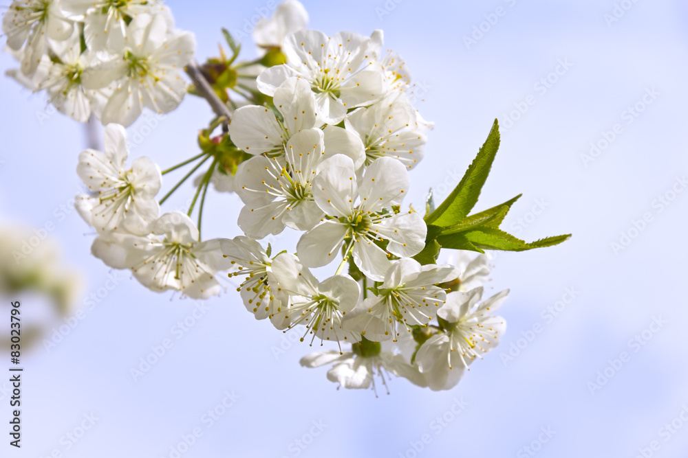 Obraz premium Beautiful Cherry Tree