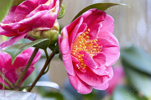 Beautiful Camellia photo