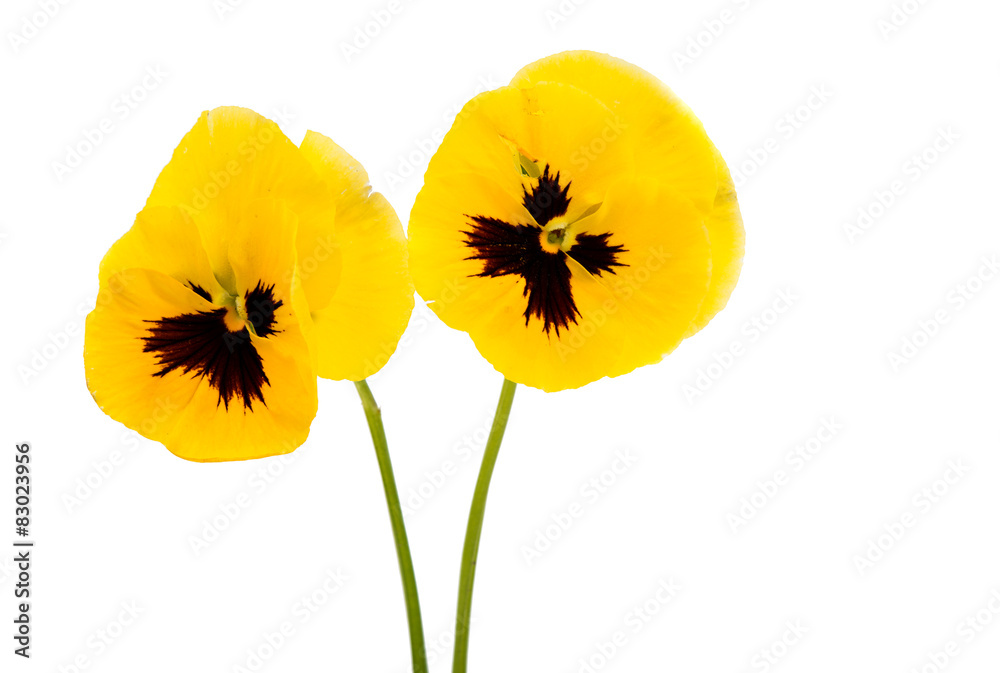 yellow pansies yellow pansies