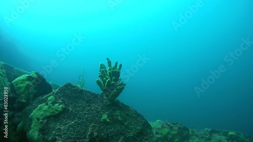 Underwater rocks overgrown Baikal sponges. Demosponge  photo