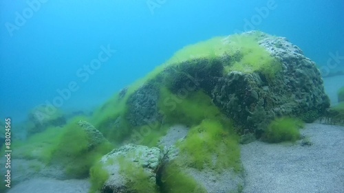 Sandy-rocky bottom overgrown Baikal sponge. Demosponge  photo