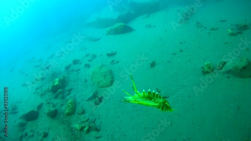 Amphipod (Acanthogammarus victorii) floats to the bottom  photo