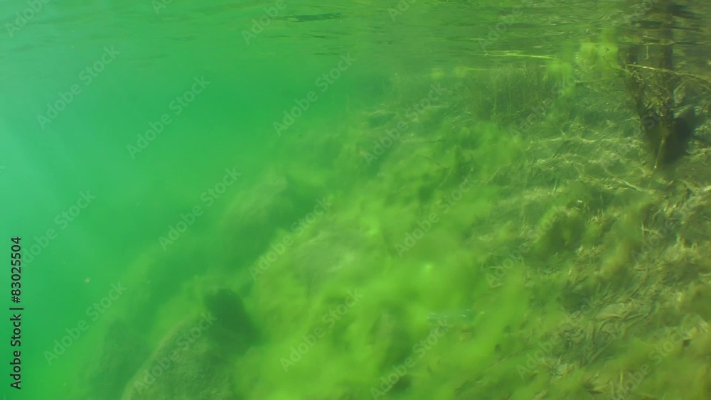 Swim over the stones lying in shallow water.
