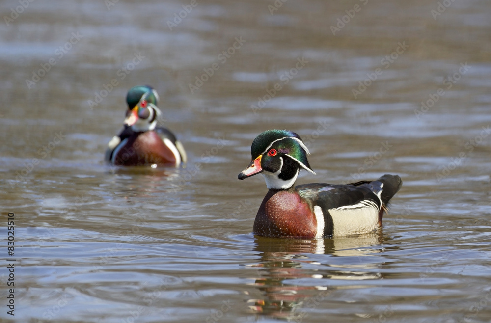 Obraz premium canard branchu