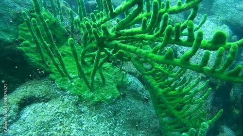 Underwater rocks overgrown Baikal sponges. Demosponge  
 photo