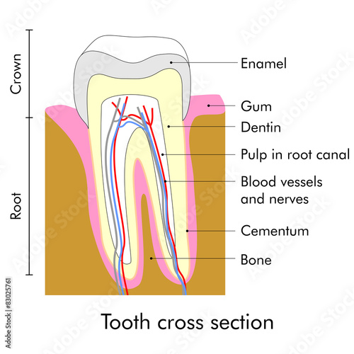 Tooth section