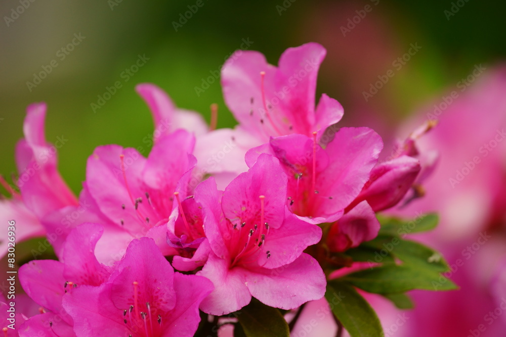 Fototapeta premium ツツジ