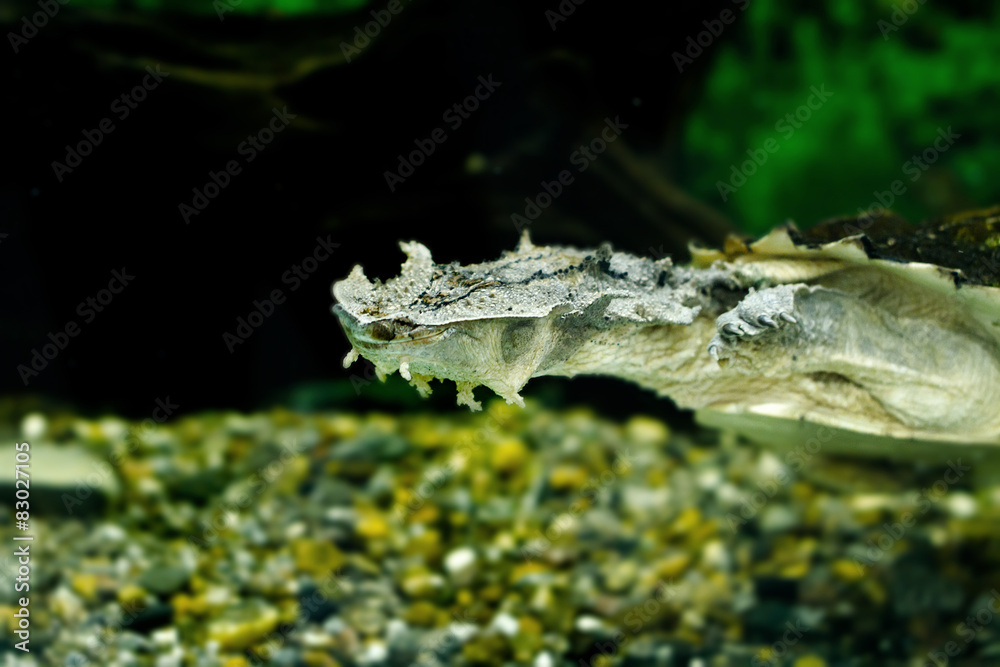  freshwater exotic turtles Matamata