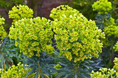 Euphorbia flowering evergreen plant in a garden. photo