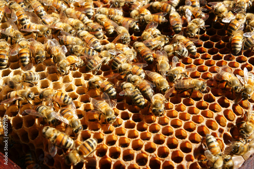 Beekeeping at Vietnam, beehive, bee honey