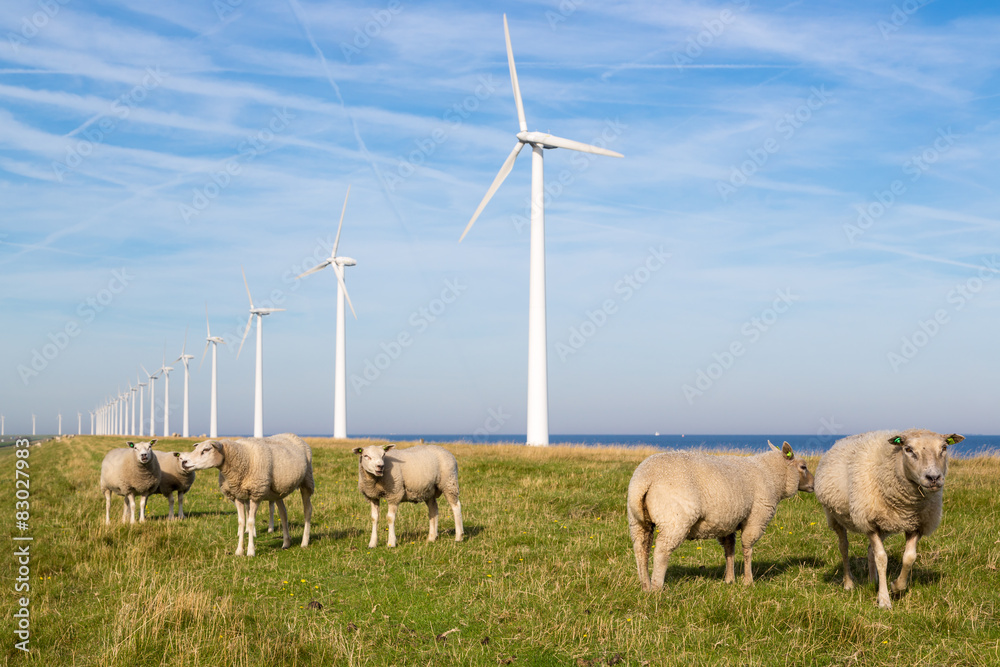Obraz premium Long row Dutch wind turbines with herd of sheep in front