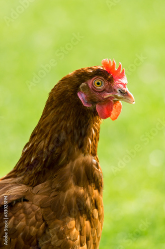 Hühnerhaltung - Legehenne vor grünem Hintergrund, Marketing