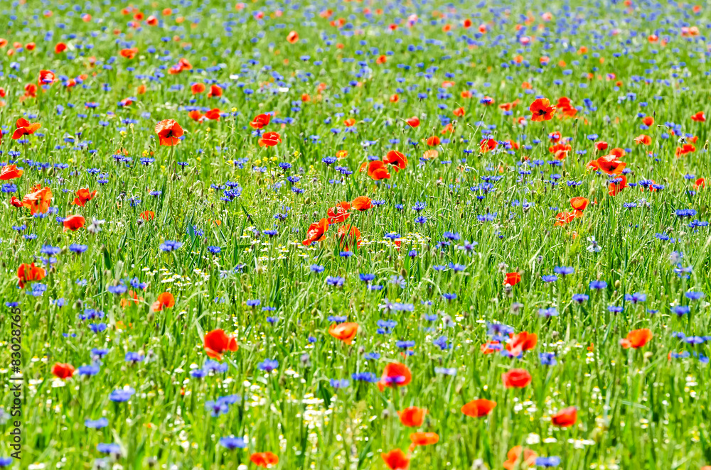 Fototapeta premium Kornfeld