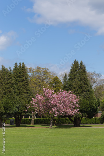 Blossoming Accolade Cherry Tree.