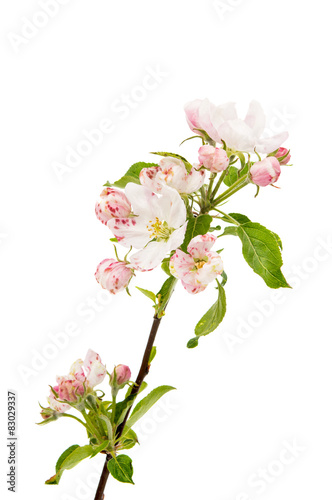 apple flowers