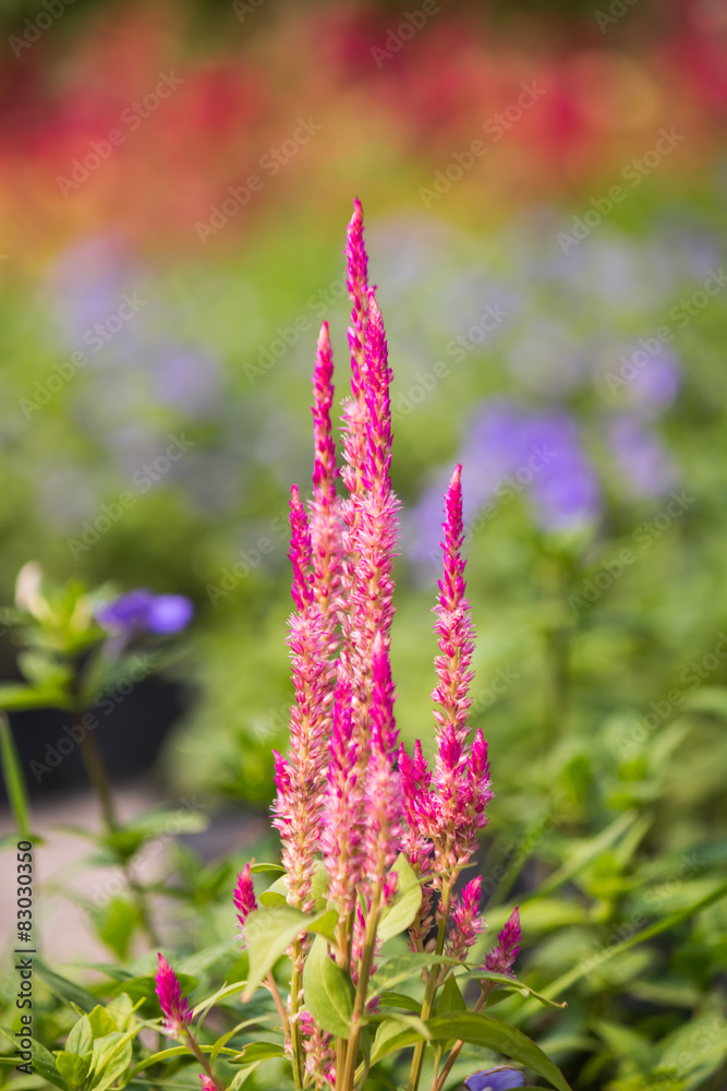 Obraz premium beautiful flower in garden