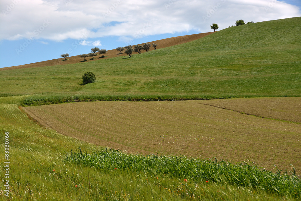Naklejka premium Campagna marchigiana