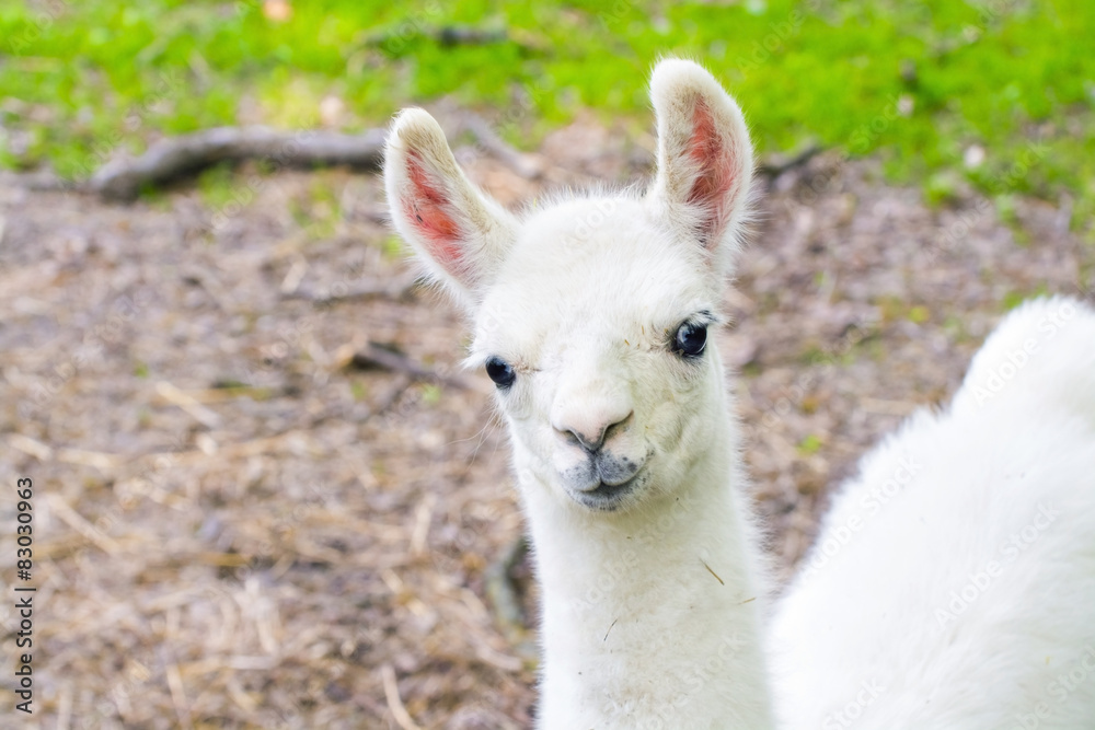 Obraz premium Llama (Lama glama) baby